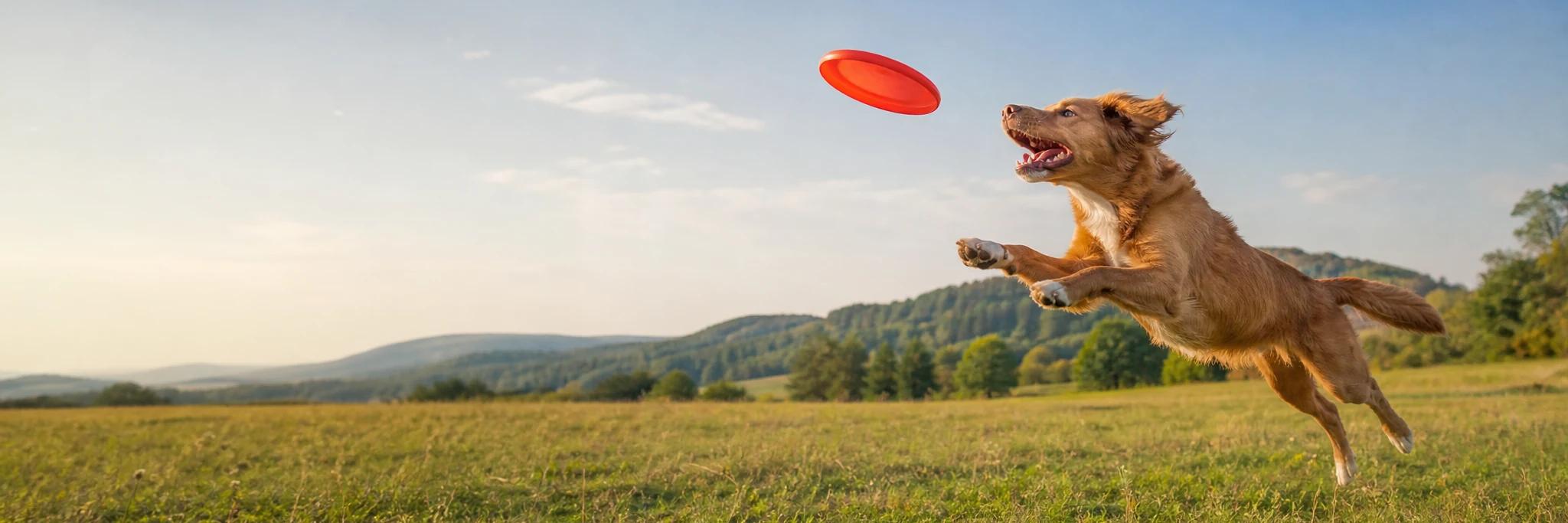 Dog playing with a flying disc outdoors
