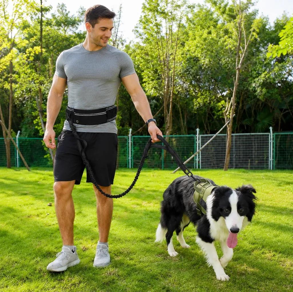 Man walking a border collie with the running belt and bungee leash outdoors
