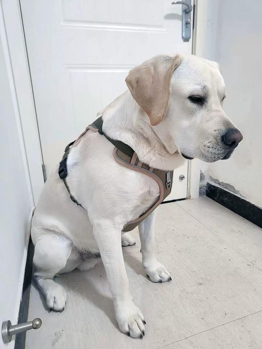 Customer photo 2 featuring Reflective No-Pull Dog Harness