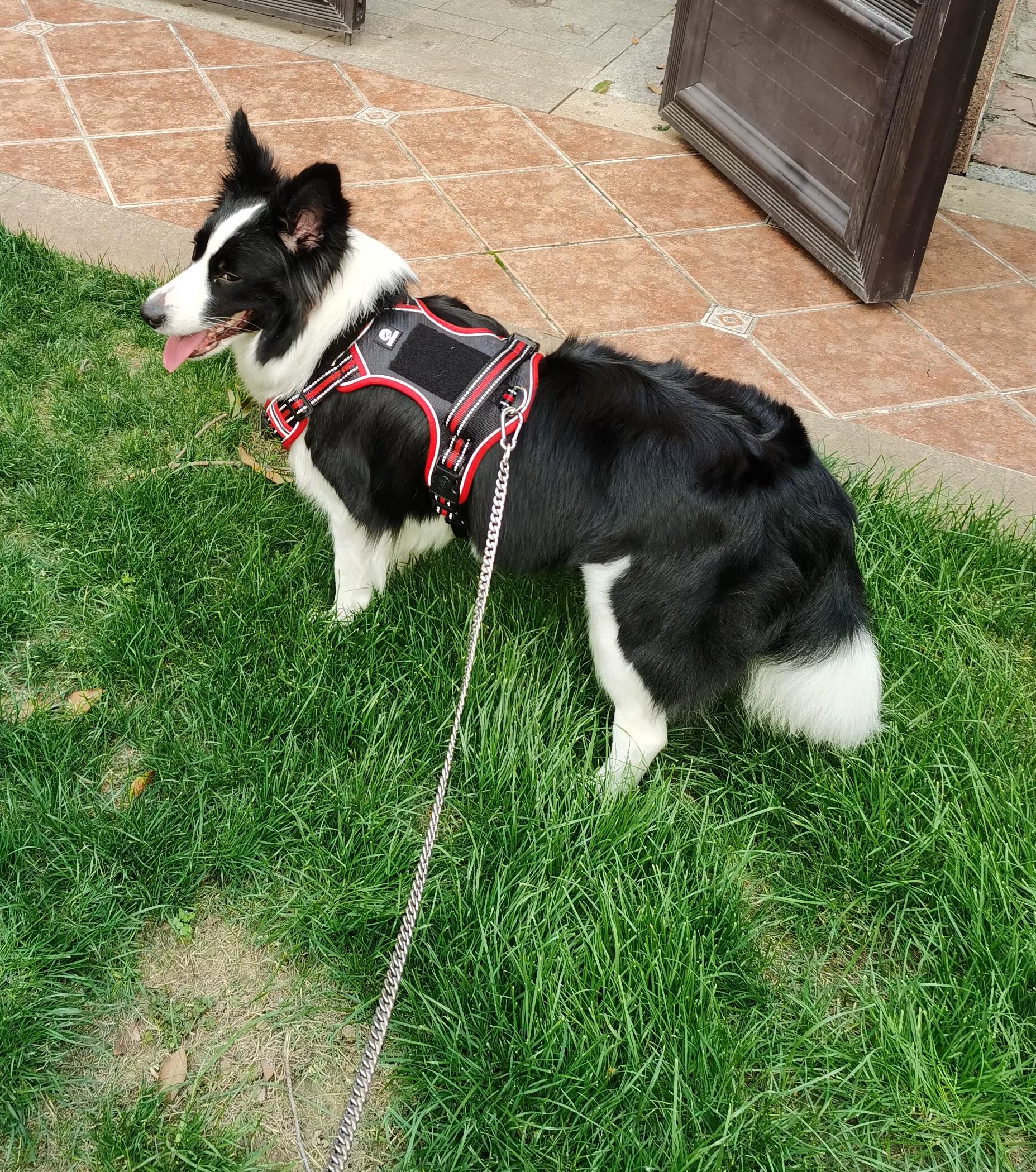 Customer review of Reflective No-Pull Dog Harness