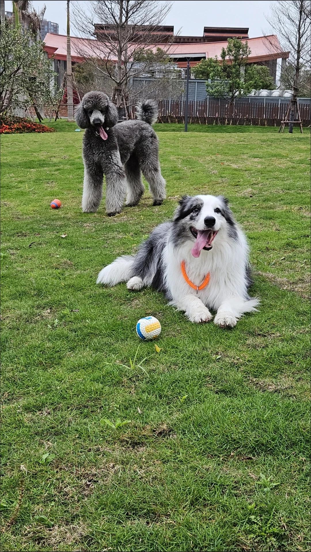 Customer review of Hands-Free Dog Fetch Launcher