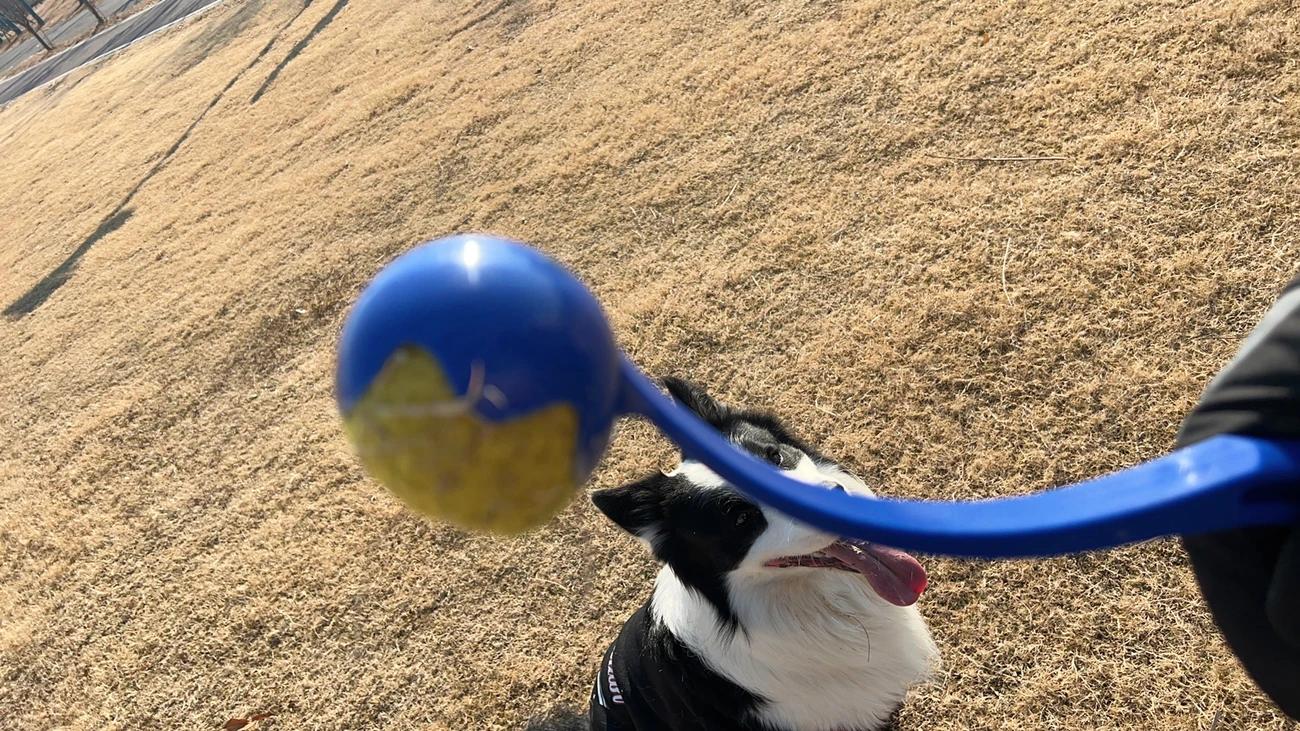 Customer review of Hands-Free Dog Fetch Launcher