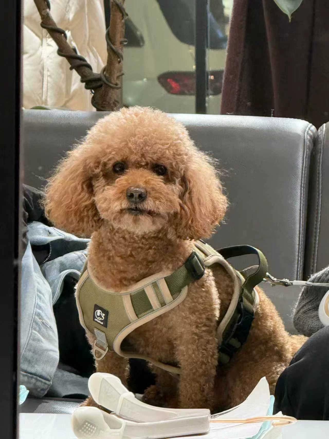 Customer review of Reflective No-Pull Dog Harness