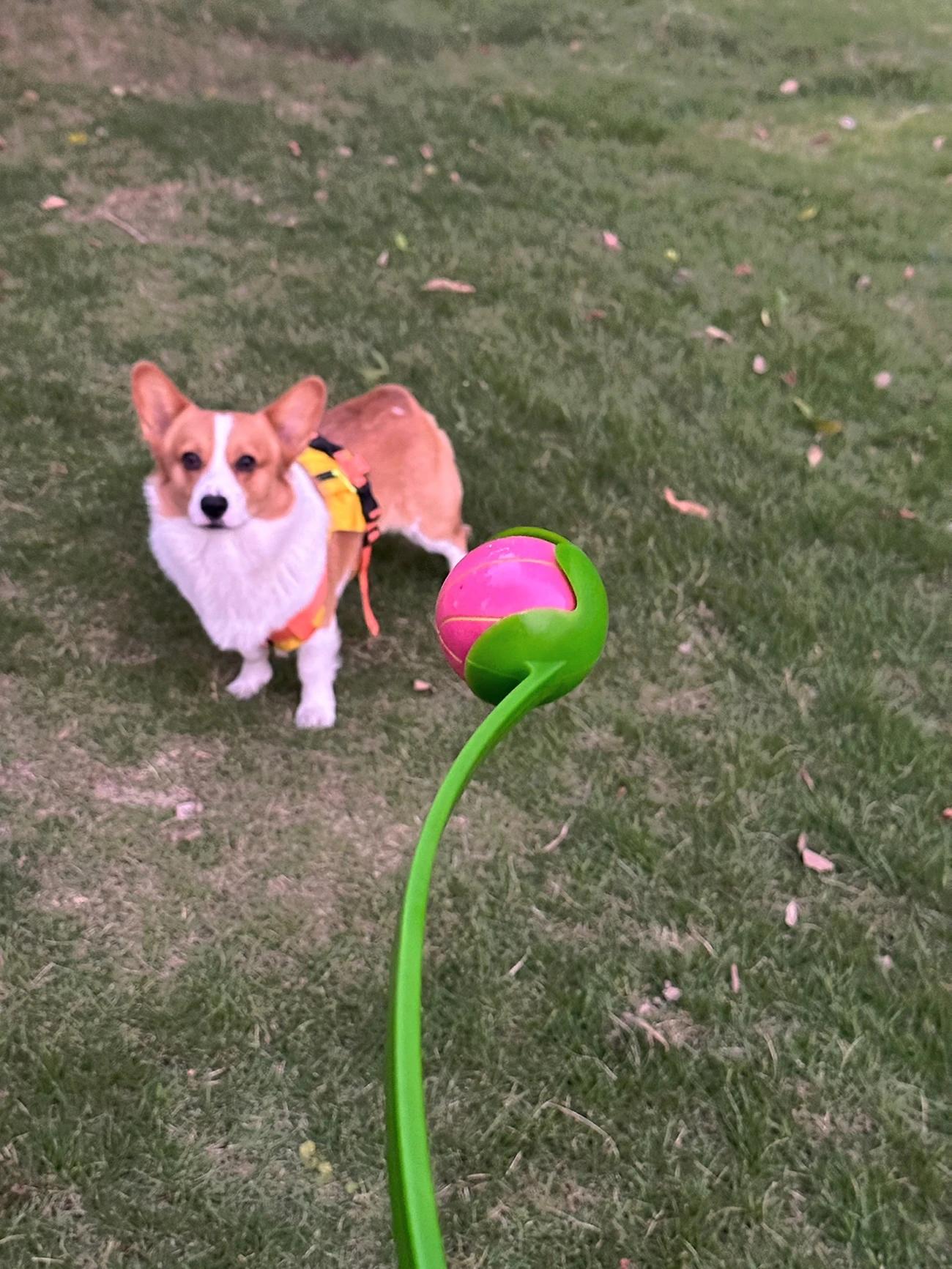 Customer review of Hands-Free Dog Fetch Launcher