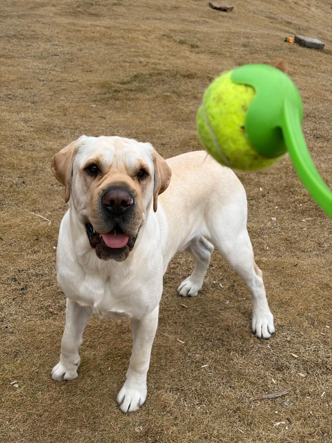 Customer photo 1 featuring Hands-Free Dog Fetch Launcher