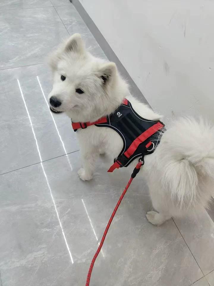 Customer review of Reflective No-Pull Dog Harness