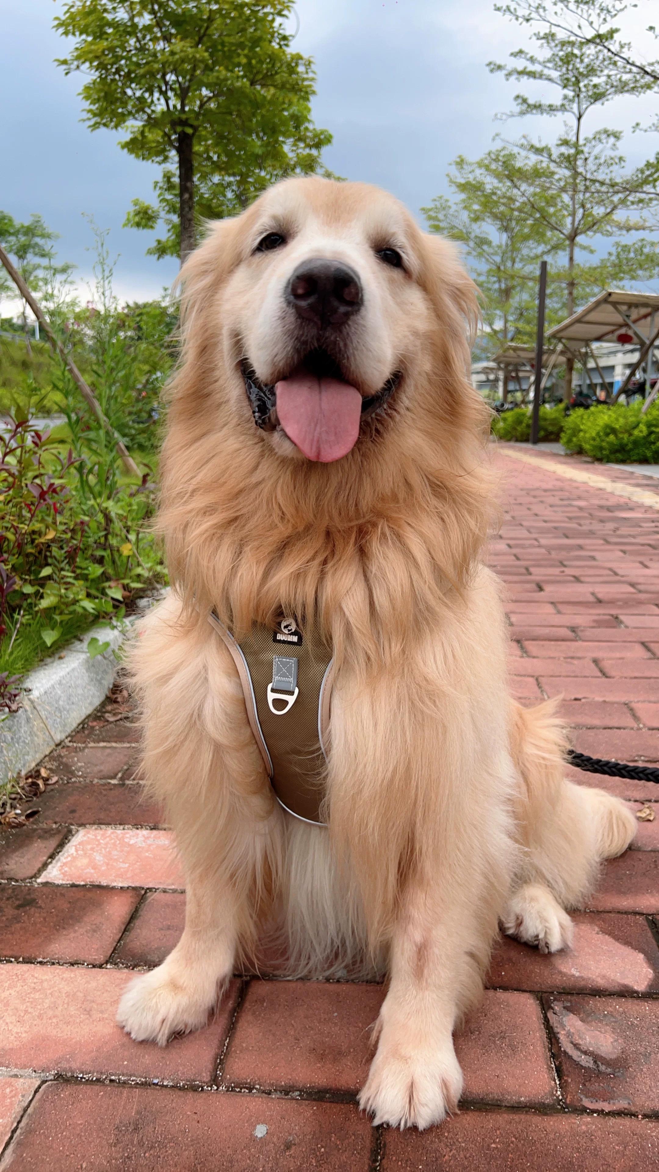Customer photo 1 featuring Reflective No-Pull Dog Harness
