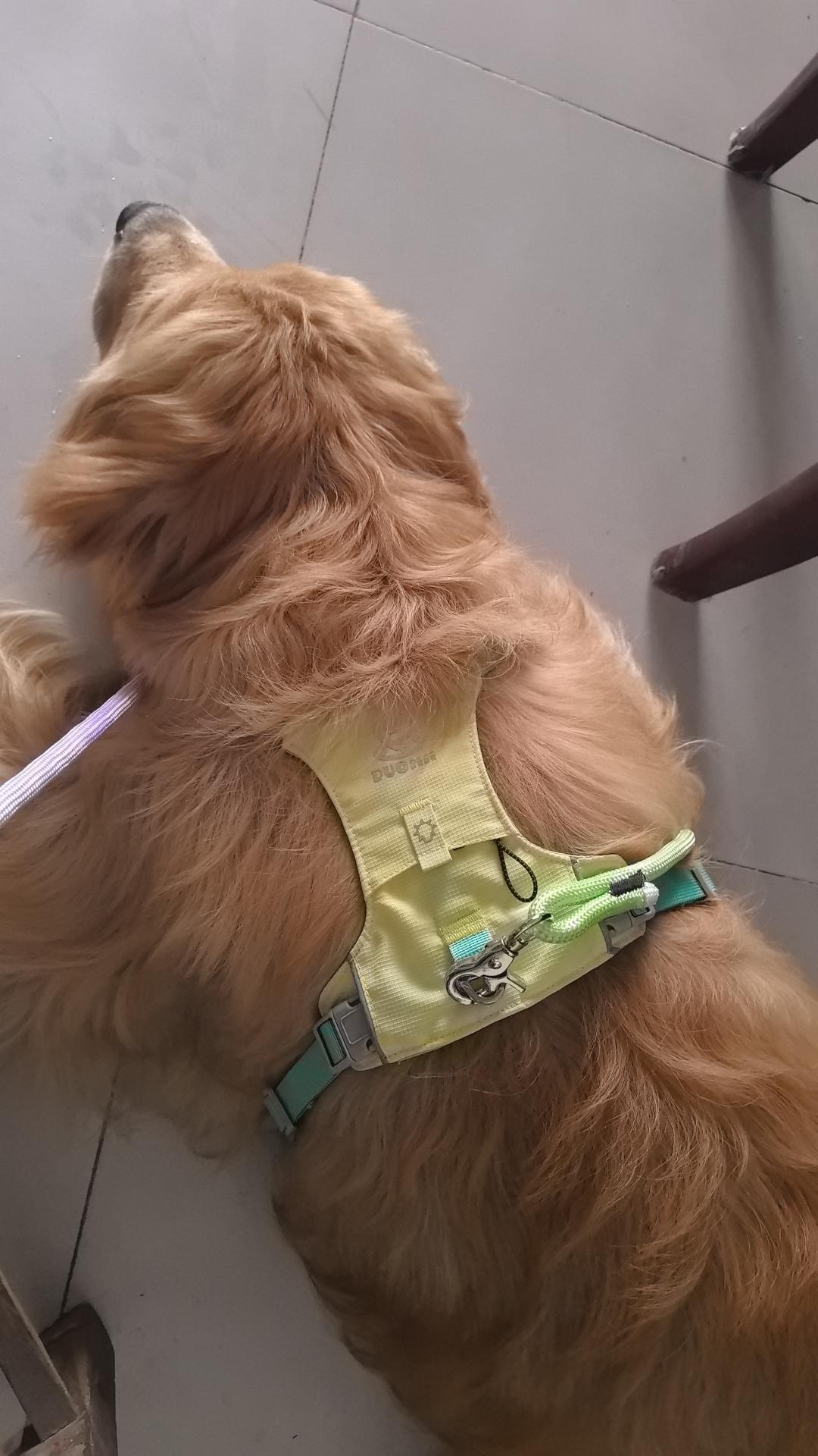 Customer review of Lightweight Breathable Dog Harness