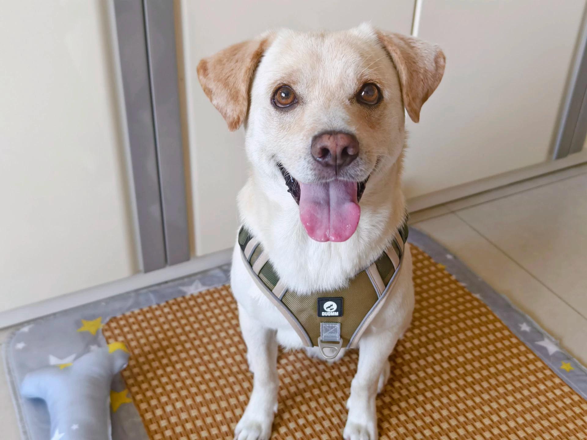 Customer photo 2 featuring Reflective No-Pull Dog Harness