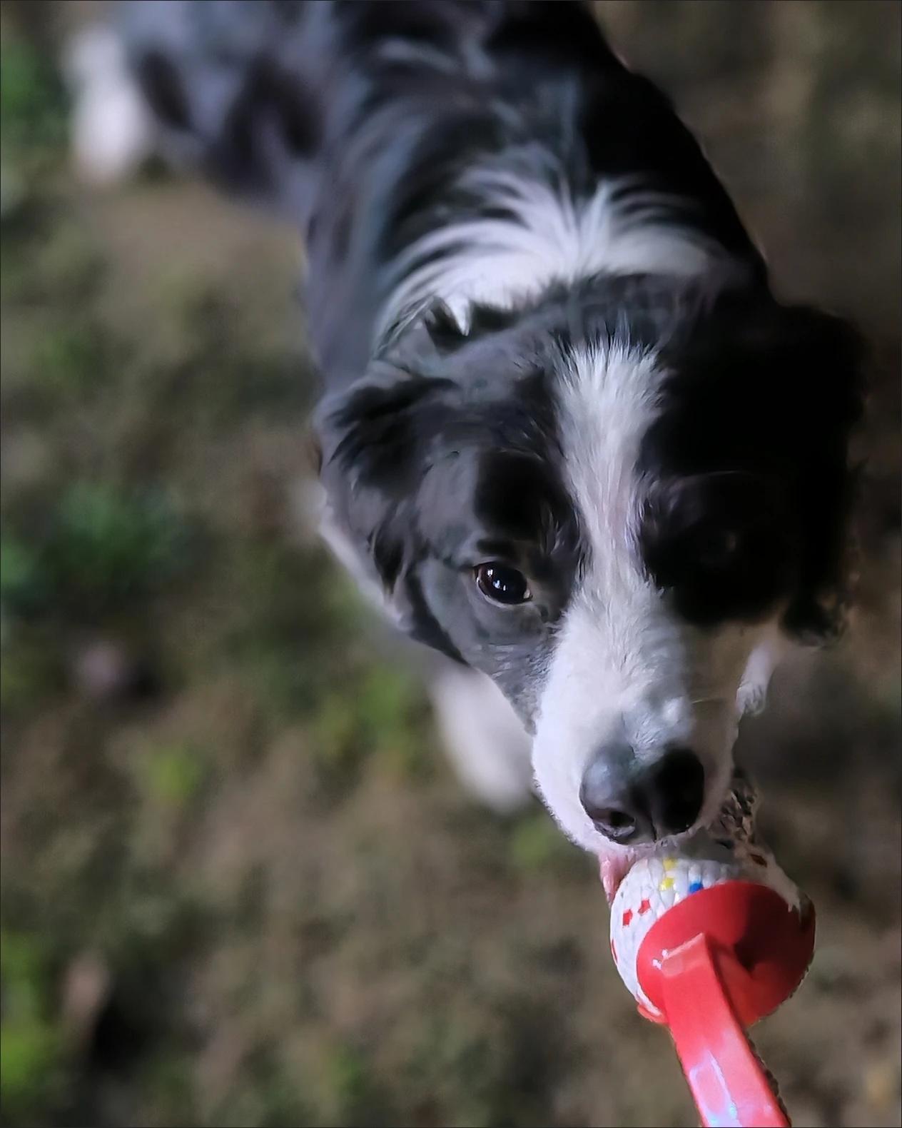 Customer review of Hands-Free Dog Fetch Launcher